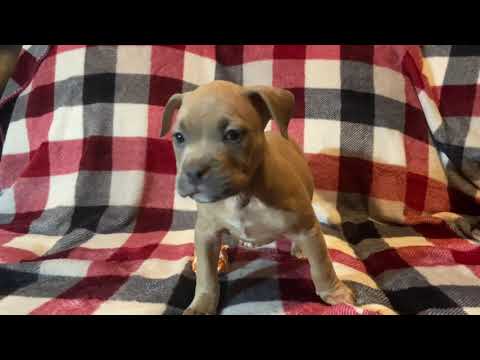 An American Bully named Muffin
