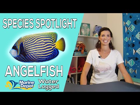 image-What large angelfish are reef safe?