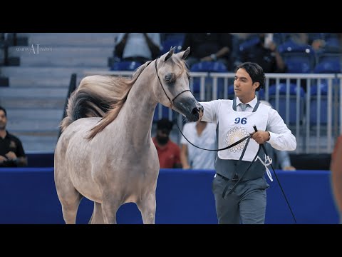 🔥 DUBAI STUD - Achievements at DIAHC 2022 - Day 2, Male classes