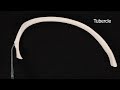 Rib Bone #skeletalsystem