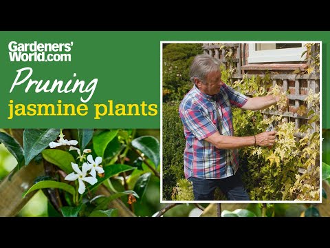 Guarantee flowers next year by PRUNING JASMINE now | How to prune jasmine and when to do it