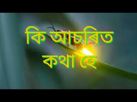 জোনাকী পৰুৱাৰ  কিছু  নজনা কথা // firefly life