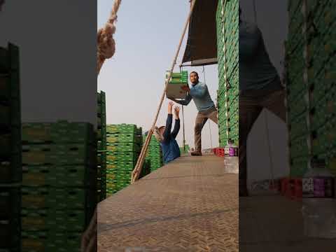 cargando uva en California