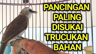 Download lagu Pancingan trucukan BAHAN trucuk ombyokan dan malas bunyi agar bunyi gacor mp3 Download lagu Pancingan trucukan BAHAN trucuk ombyokan dan malas bunyi agar bunyi gacor mp3
