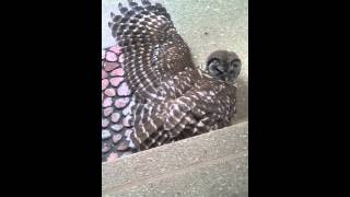 Owl hits glass door.