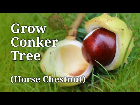 How to Plant a Conker Tree | Step by Step Guide