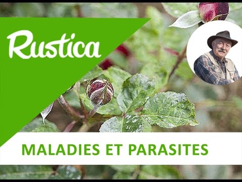 comment traiter l'oidium rosiers