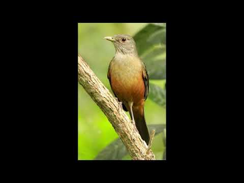 Programa: Caminho da Roça - 15/06/26 - Parte 1 - Apresentação: Paulinho