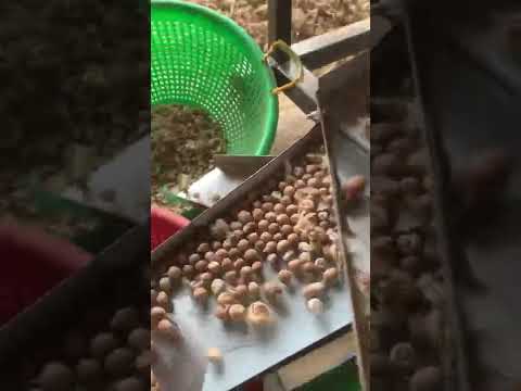 Dehusker single phase 25 belt arecanut dehusking machine, 2h...