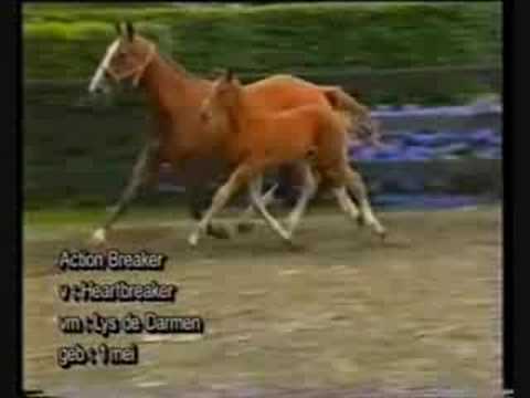 Horses - We Rock