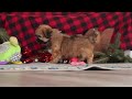 Lhasa Apso dogs for sale: Allie - Video 1