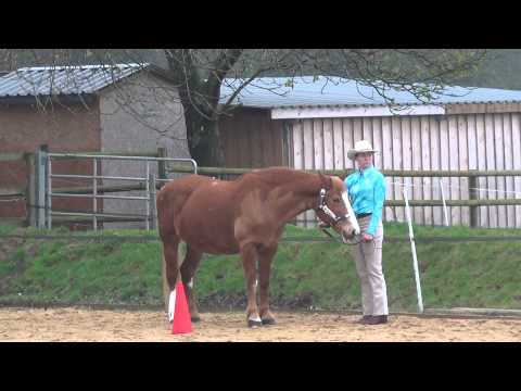 Schalkholz Turnier - Showmanship At Halter