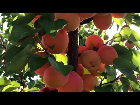 Rakija od kajsije Destilerije Braca Rajkovic