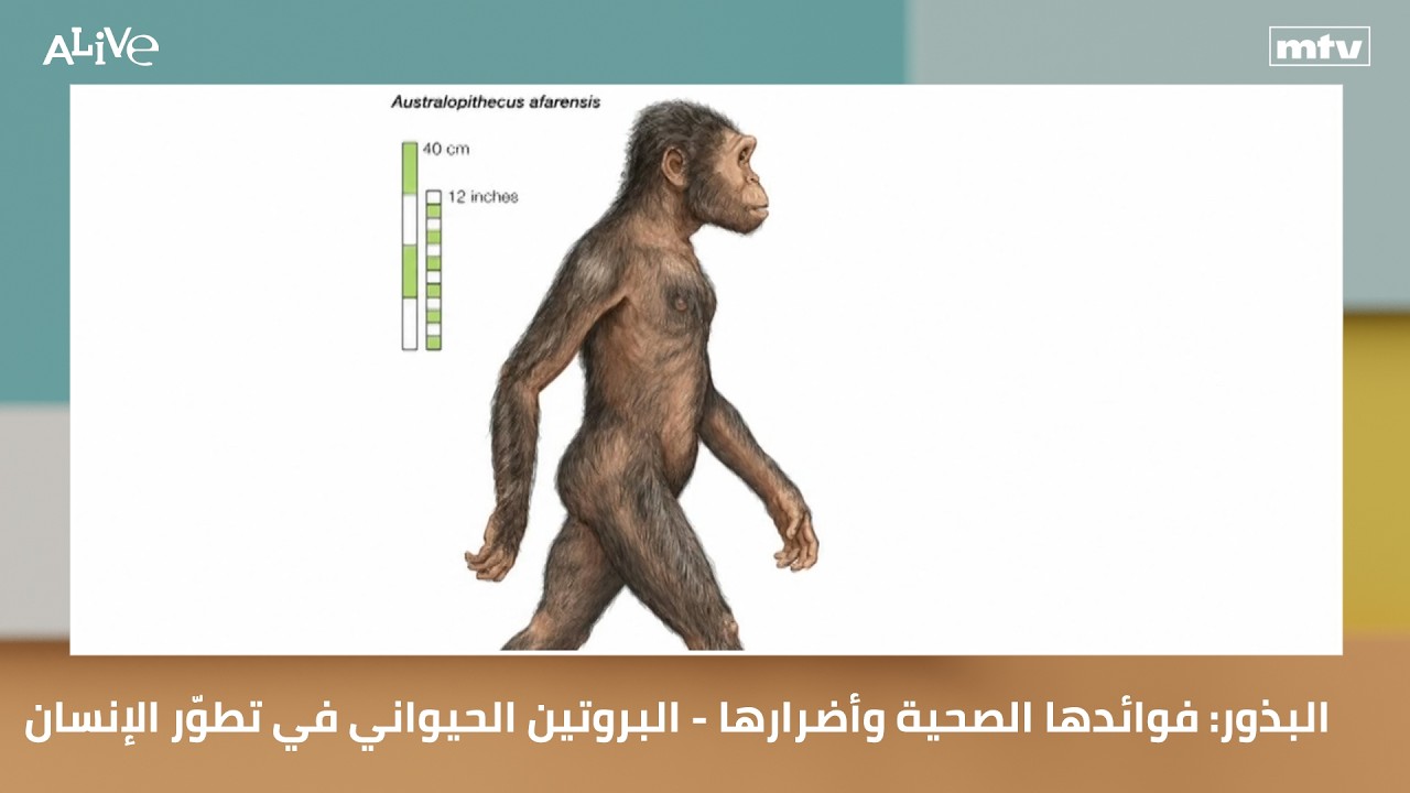 البذور: فوائدها الصحية وأضرارها - البروتين الحيواني في تطوّر الإنسان