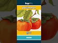 persimmon - 柿子 video thumbnail