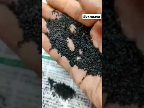 Small Basil Seed