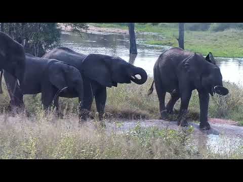 Djuma: Elephant herd with the Hippo watching - 14:49 - 05/14/2023