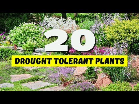 🌞 20 BEST Drought Tolerant Plants for YOUR Garden! 😱 NO WATER? NO PROBLEM! 🌵