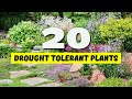 20 BEST Drought Tolerant Plants For YOUR Garden NO WATER NO PROBLEM