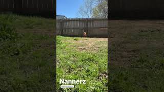 Video preview image #1 Mutt Puppy For Sale in Jackson, MS, USA