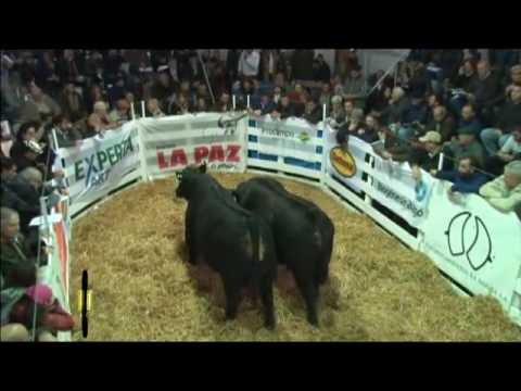 PENSANDO EL CAMPO TV - ADELANTO REMATE LA PAZ DE WERTHEIN - CAÑUELAS