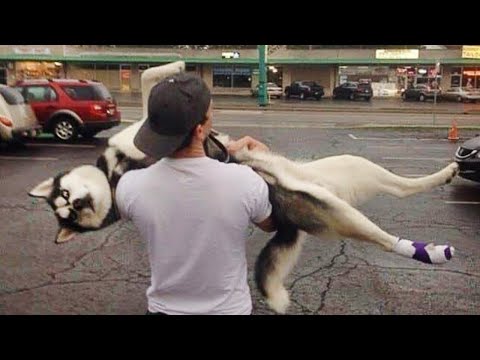 Les Huskies sont dramatiques pendant 10 minutes | video animaux les plus drôles
