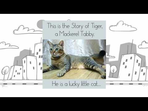 The Story of Tiger - A Mackerel Tabby