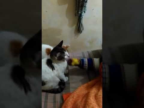 Sweet baby maheera tasleem and cats