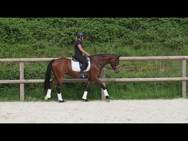 Jument par Vitalis x Apache