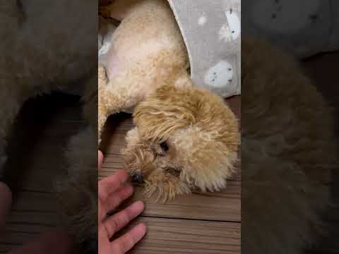 経営学科 かまくらでネムネムトイプードル12ヶ月　 #トイプードル #toypoodle