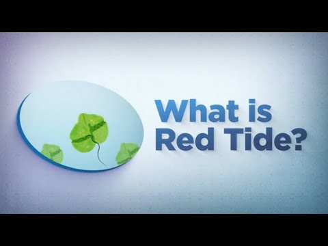 What is Red Tide?