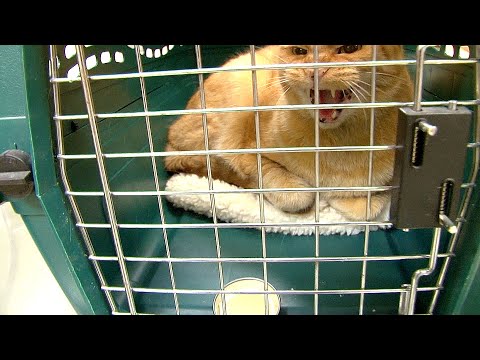 Angry Cat at the Vet | Fractious Cat Restraint - YouTube