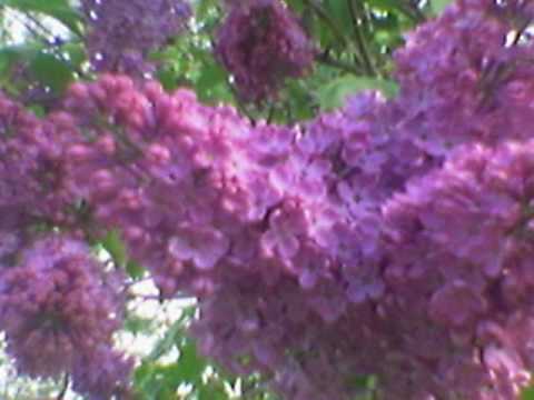 Ne Diraj Mi Jorgovane