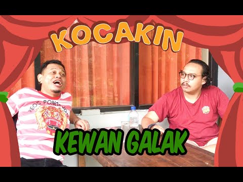 kocakin-kewan-galak