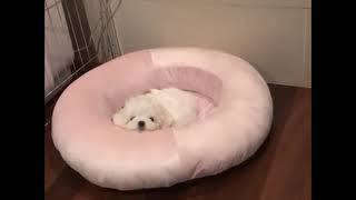 Download lagu junhoe with his puppy 1st day mp3