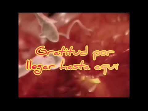 Ikaro Semilla - El Amor es la Respuesta - Ikaros del Corazon