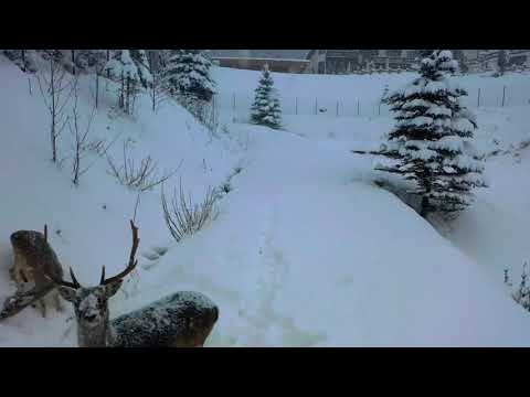 Pensiunea Poiana Izvoarelor