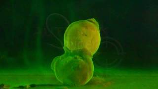 Autentik Sniper Kalash67 (Kiwi/Ananas) Fluo Dip