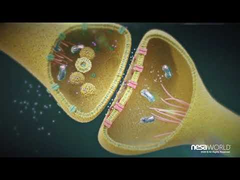 Nesa Xsignal-4