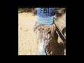 Episode 19: The Indian Yogini and the FBI Agent. The Unimaginable