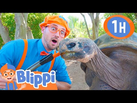 Blippi Visits a Zoo (Phoenix Zoo) | 1 HOUR BEST OF BLIPPI | Animal Videos for Kids | Blippi Toys