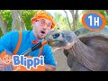 Blippi Visits A Zoo Phoenix Zoo 1 HOUR BEST OF BLIPPI Animal Videos For Kids Blippi Toys