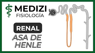 Fisiología Renal - Reabsorción y secreción tubular renal (Asa de Henle) (IG:@doctor.paiva)