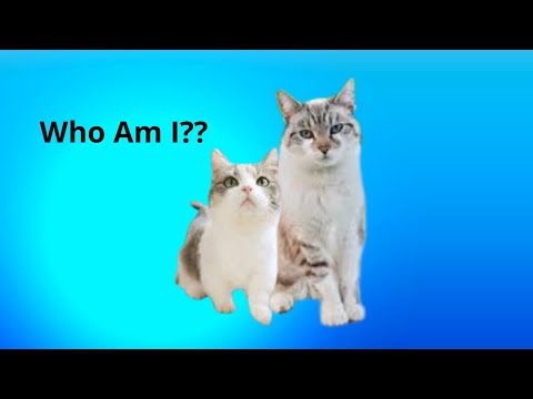 Aegean Cat - Why This Unique Breed Belongs in Your Home ~😺✅ Animals Uq Channel