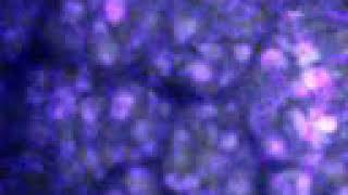 Seeing Asynchrony/Cell Reports, Kano et al., Movie S2