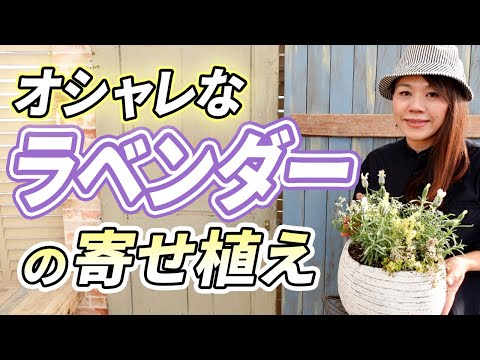 園芸 シダ葉ラベンダー、羽状ラベンダー、カナリアラベンダー