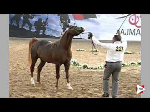 N.217 IDREES AL BIDAYER - Ajman 2016 - Colts 3 years old (Class 9)