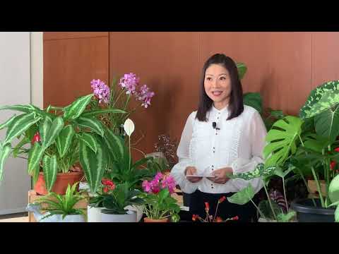 Charlyn Lin hosts Singapore Garden Festival Hort Show 2021 (Facebook Live)