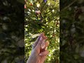 HOLIDAY SALE