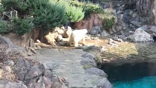 【ズーラシア】ホッキョクグマの珍行動！【動物園】
